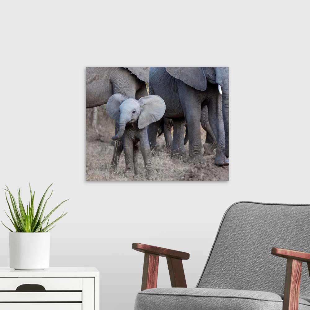 A modern room featuring Square photograph of a small elephant with larger elephants in the background.