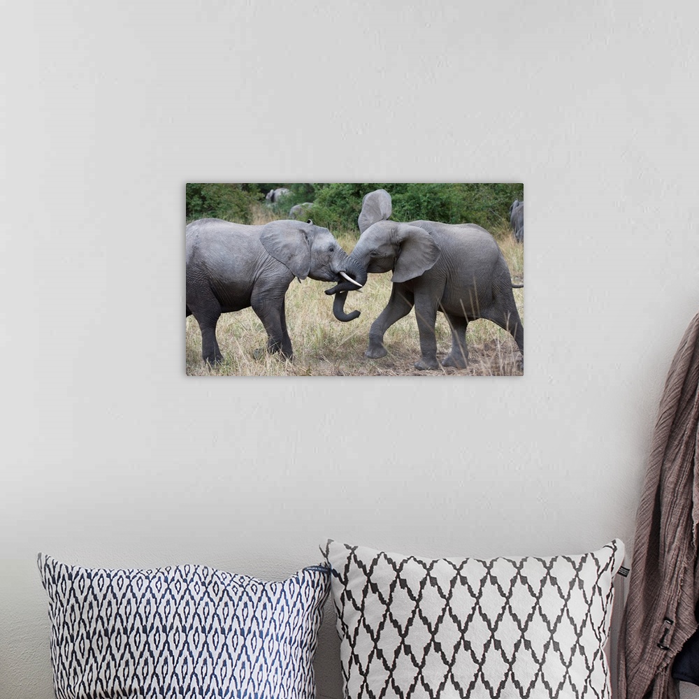 A bohemian room featuring Photograph of two elephants playing with their heads close together.