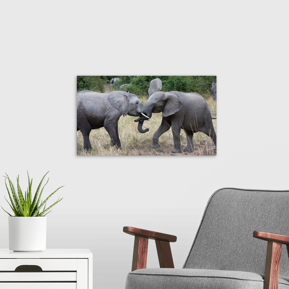 A modern room featuring Photograph of two elephants playing with their heads close together.