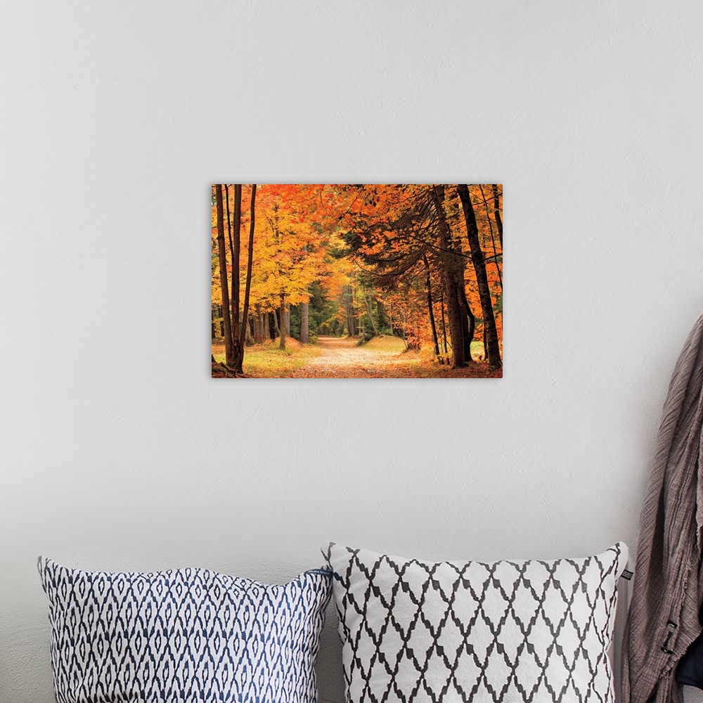 A bohemian room featuring A dirt road through tall autumn trees in vibrant colors leaves of red and orange.