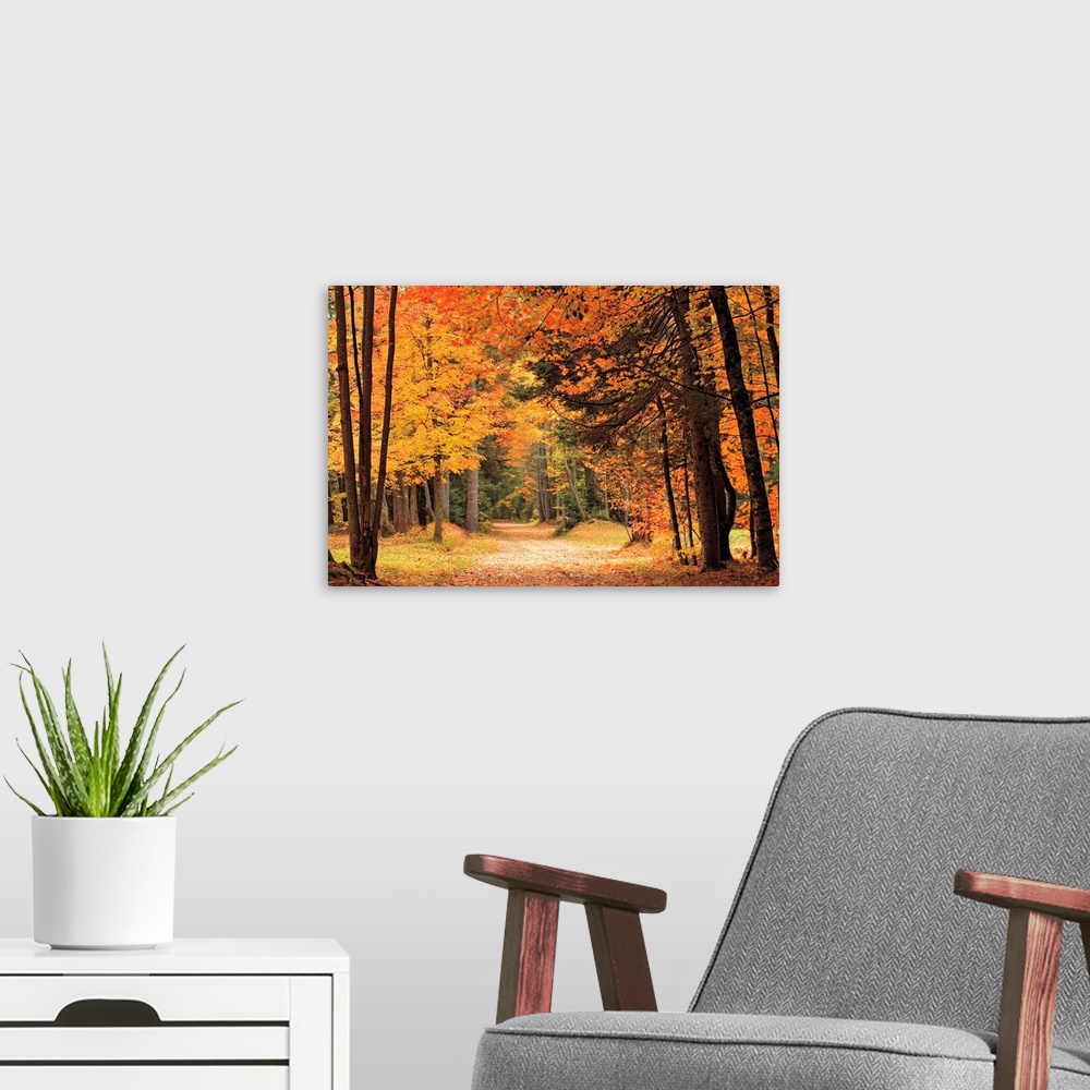 A modern room featuring A dirt road through tall autumn trees in vibrant colors leaves of red and orange.