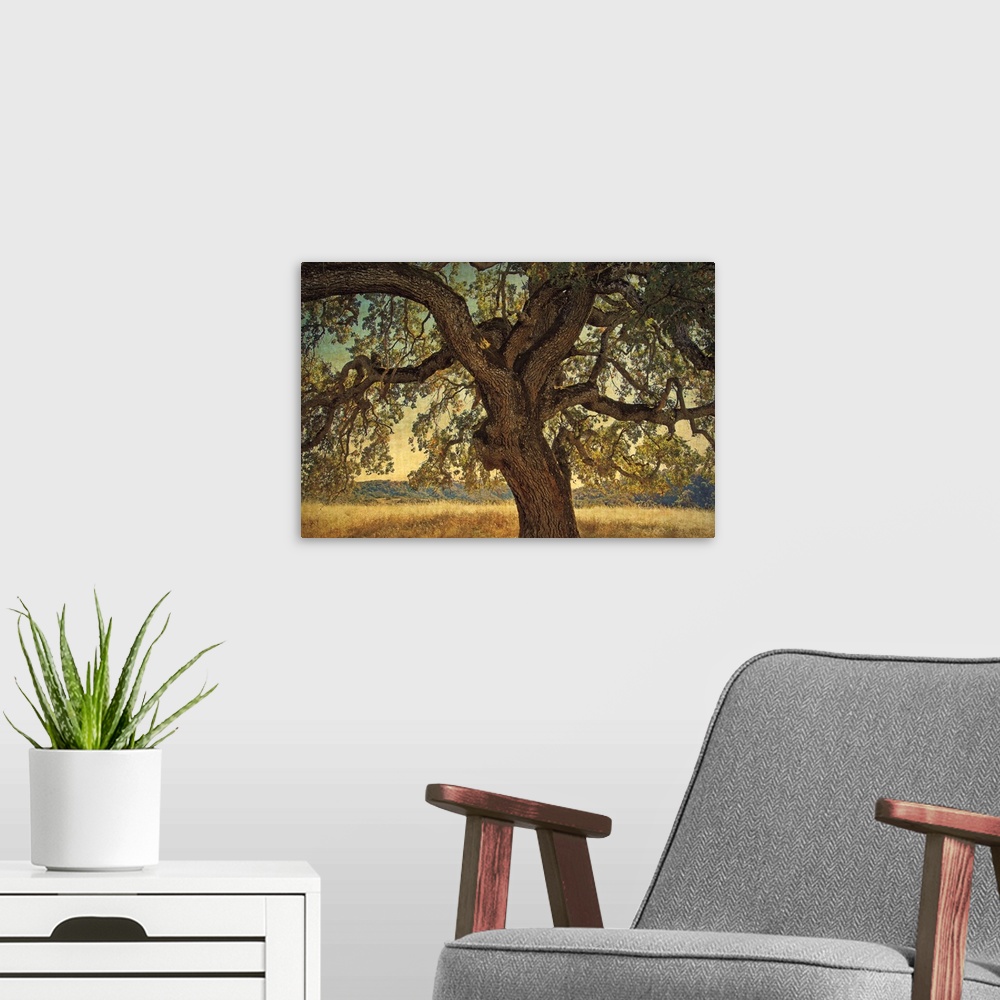 A modern room featuring A horizontal photograph of a large, twisted oak tree surrounded by a golden field.