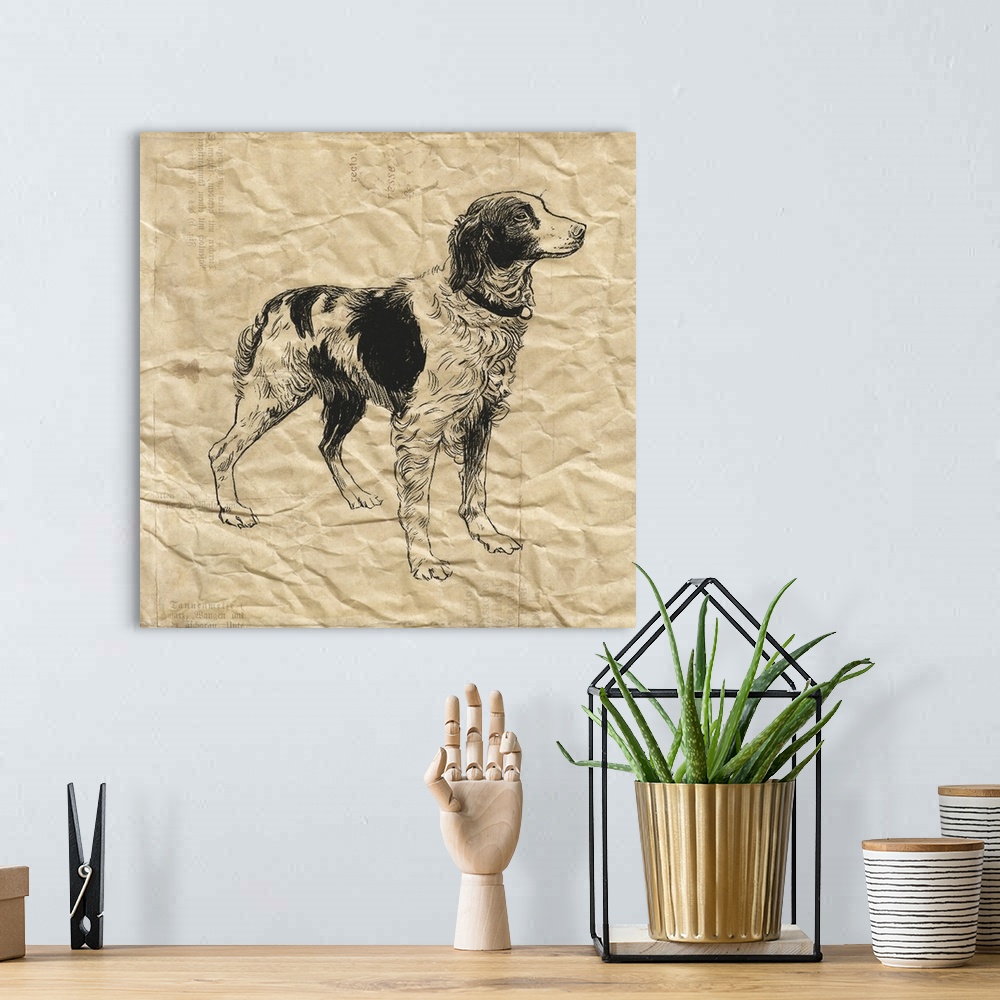 A bohemian room featuring Brittany Spaniel dog on crinkled paper.