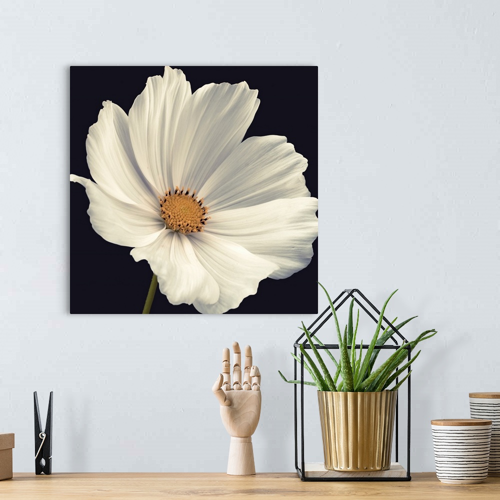 A bohemian room featuring A square photograph of a close up view of a white cosmos flower.