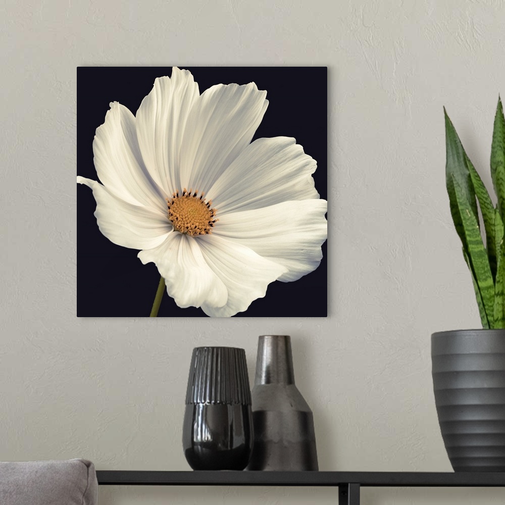 A modern room featuring A square photograph of a close up view of a white cosmos flower.