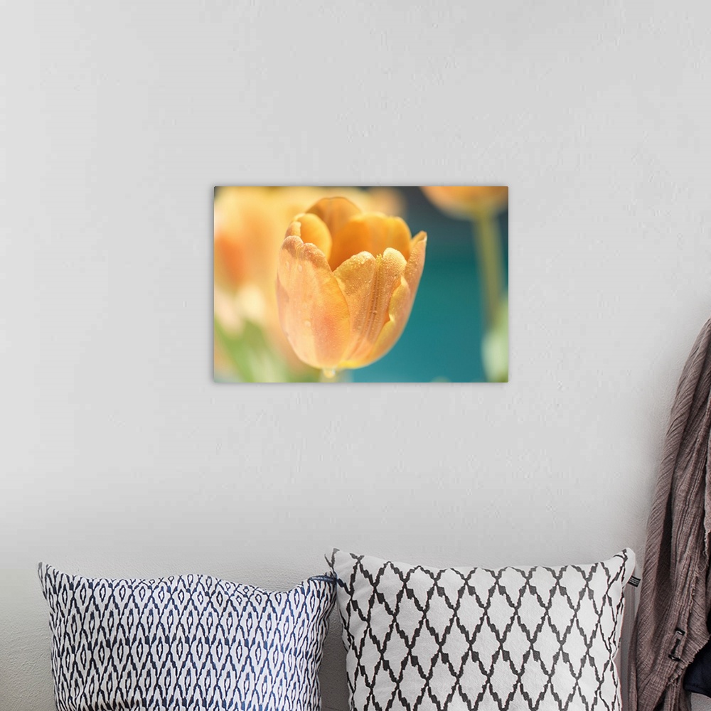 A bohemian room featuring A photo of a golden yellow colored tulip with more flowers out of focus in the background.