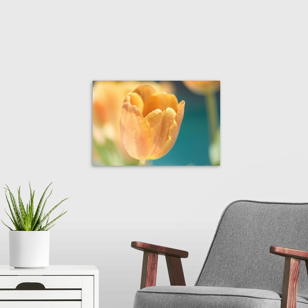 A modern room featuring A photo of a golden yellow colored tulip with more flowers out of focus in the background.