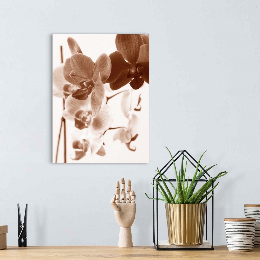 A bohemian room featuring A monochromatic photograph of a bunch of orchids with a soft appearance.