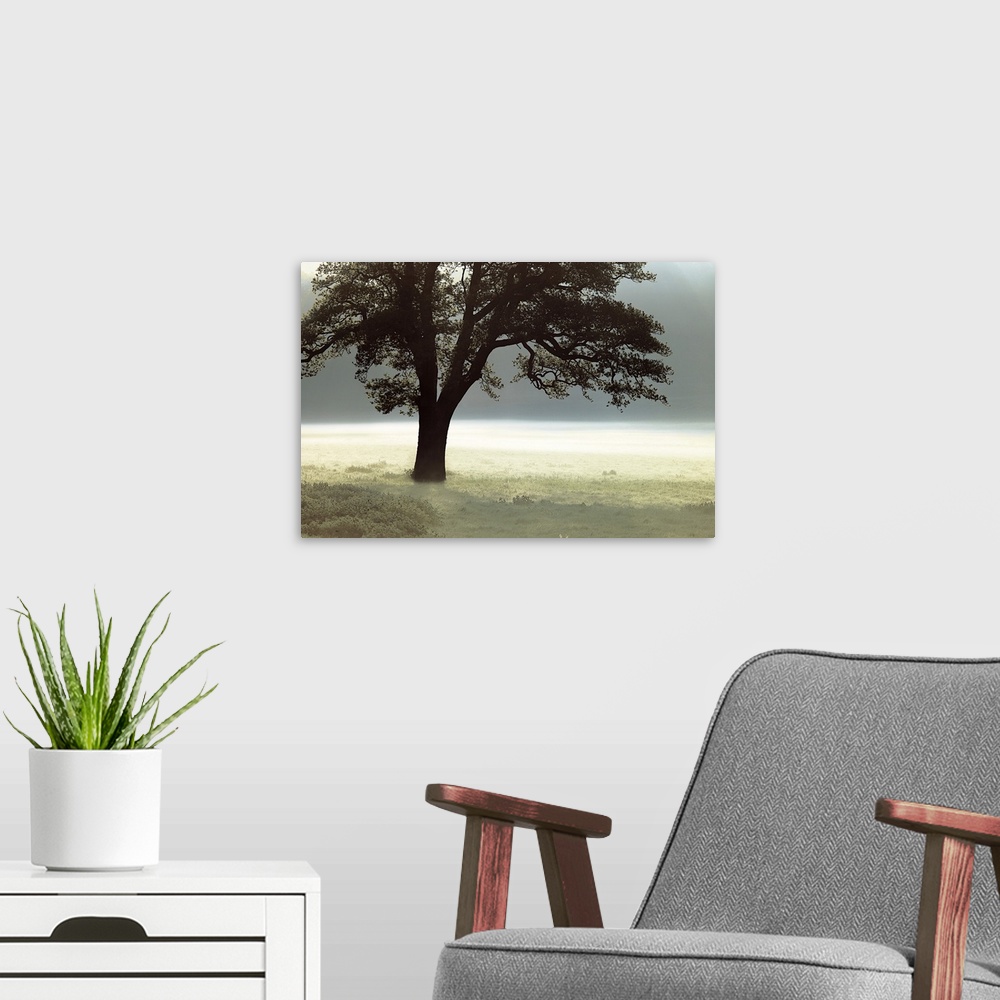 A modern room featuring Photograph of a single tree in a mist covered field.