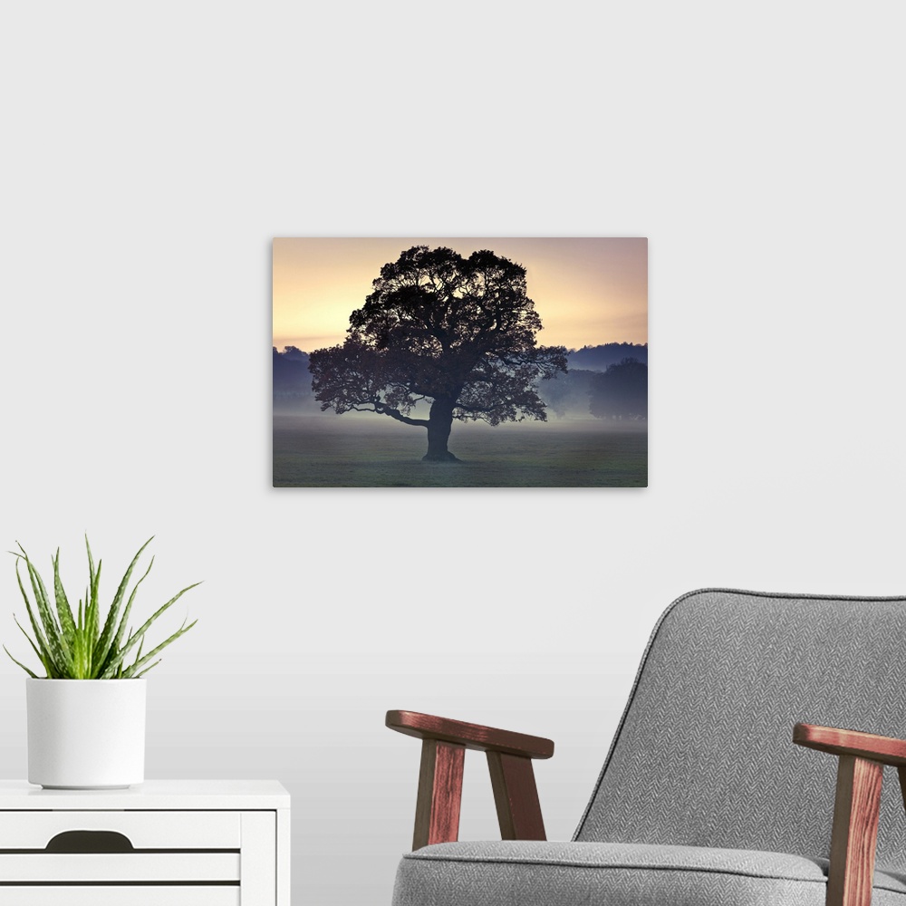 A modern room featuring Photograph of a large tree in a field as the evening mist appears with a line of trees in the bac...