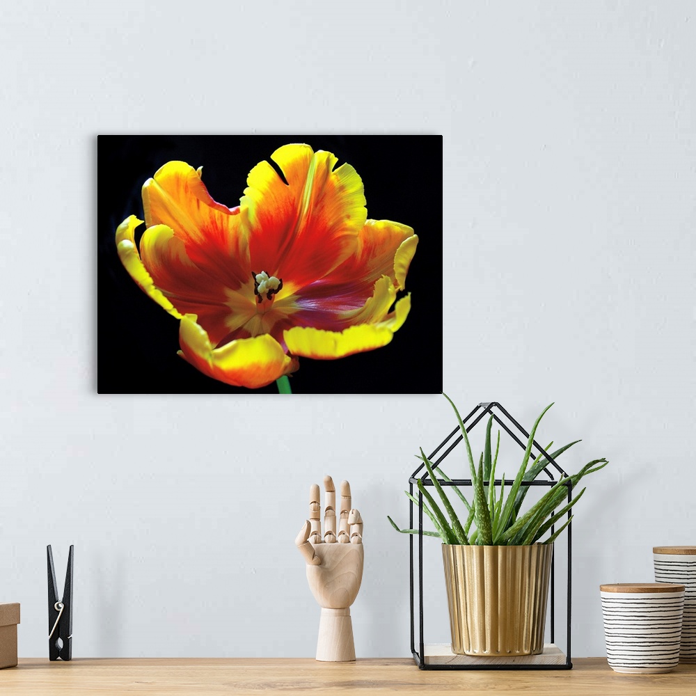 A bohemian room featuring A horizontal photograph of a yellow and red tulip in full bloom.