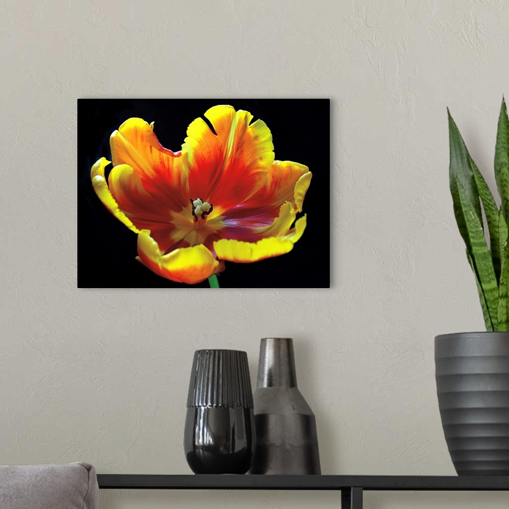 A modern room featuring A horizontal photograph of a yellow and red tulip in full bloom.