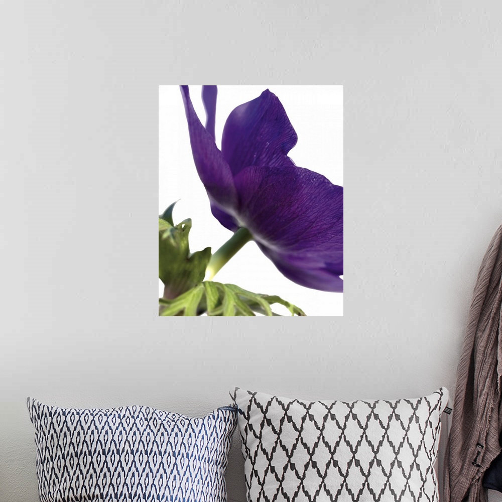A bohemian room featuring Close up photography of a deep purple flower.