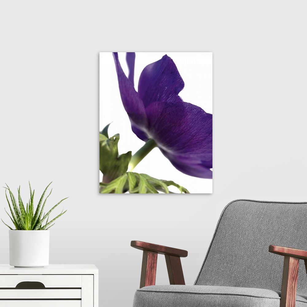 A modern room featuring Close up photography of a deep purple flower.