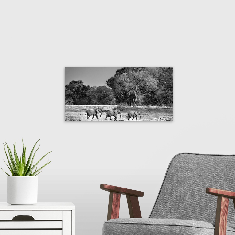 A modern room featuring Black and white photo of three elephants walking in a row across the safari plain.