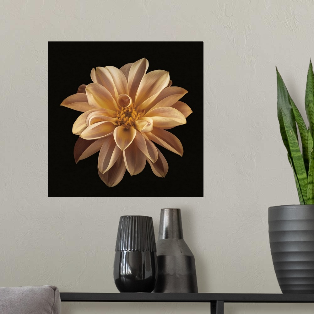 A modern room featuring Beautiful cream flower bloom against a black backdrop.