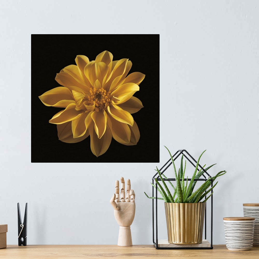 A bohemian room featuring Beautiful yellow flower bloom against a black backdrop.