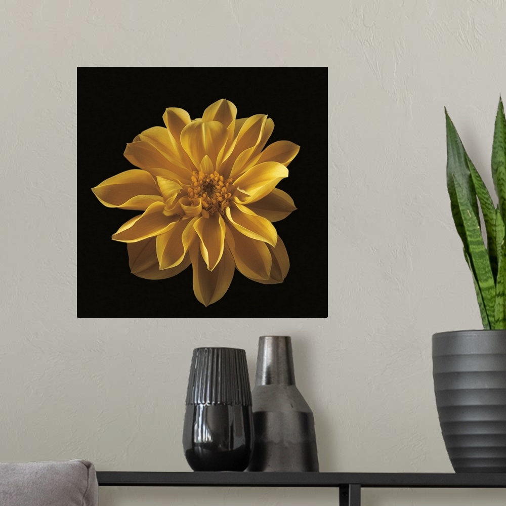A modern room featuring Beautiful yellow flower bloom against a black backdrop.