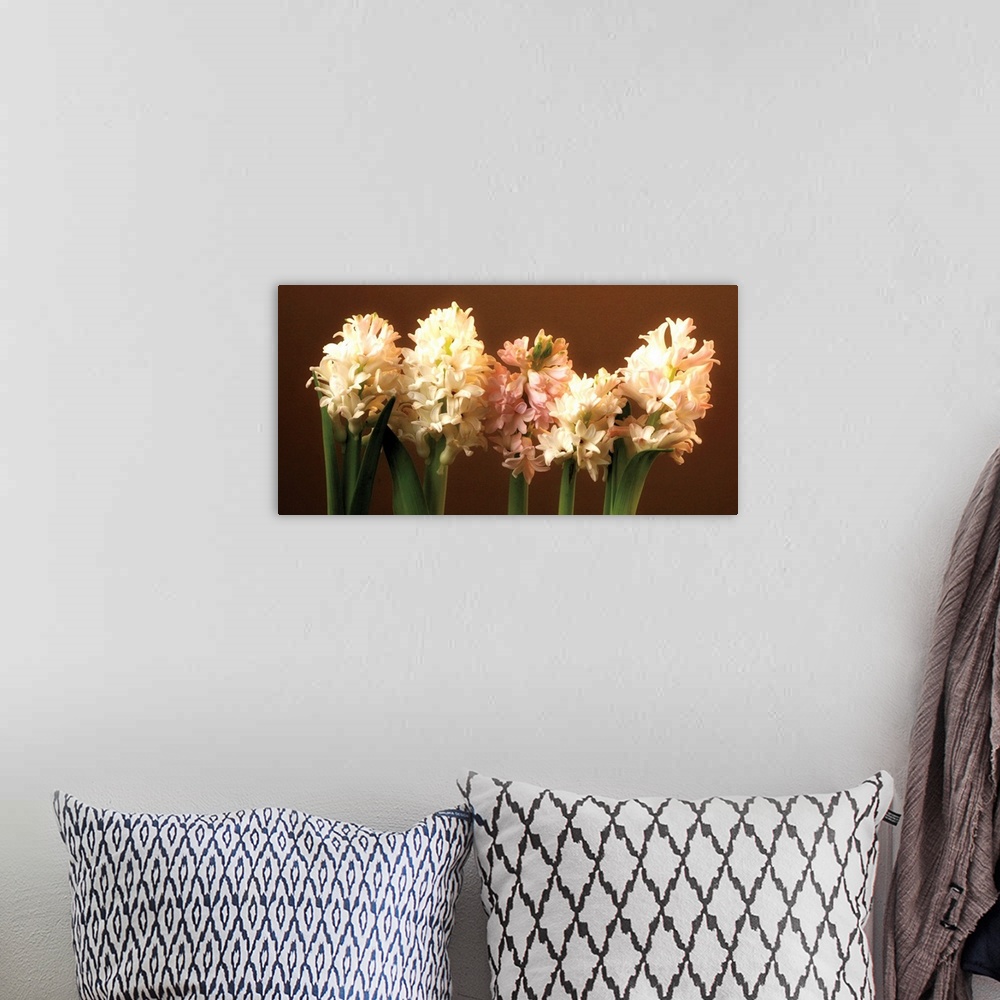 A bohemian room featuring A row of cream and light pink Hyacinthus in bloom against a brown backdrop.