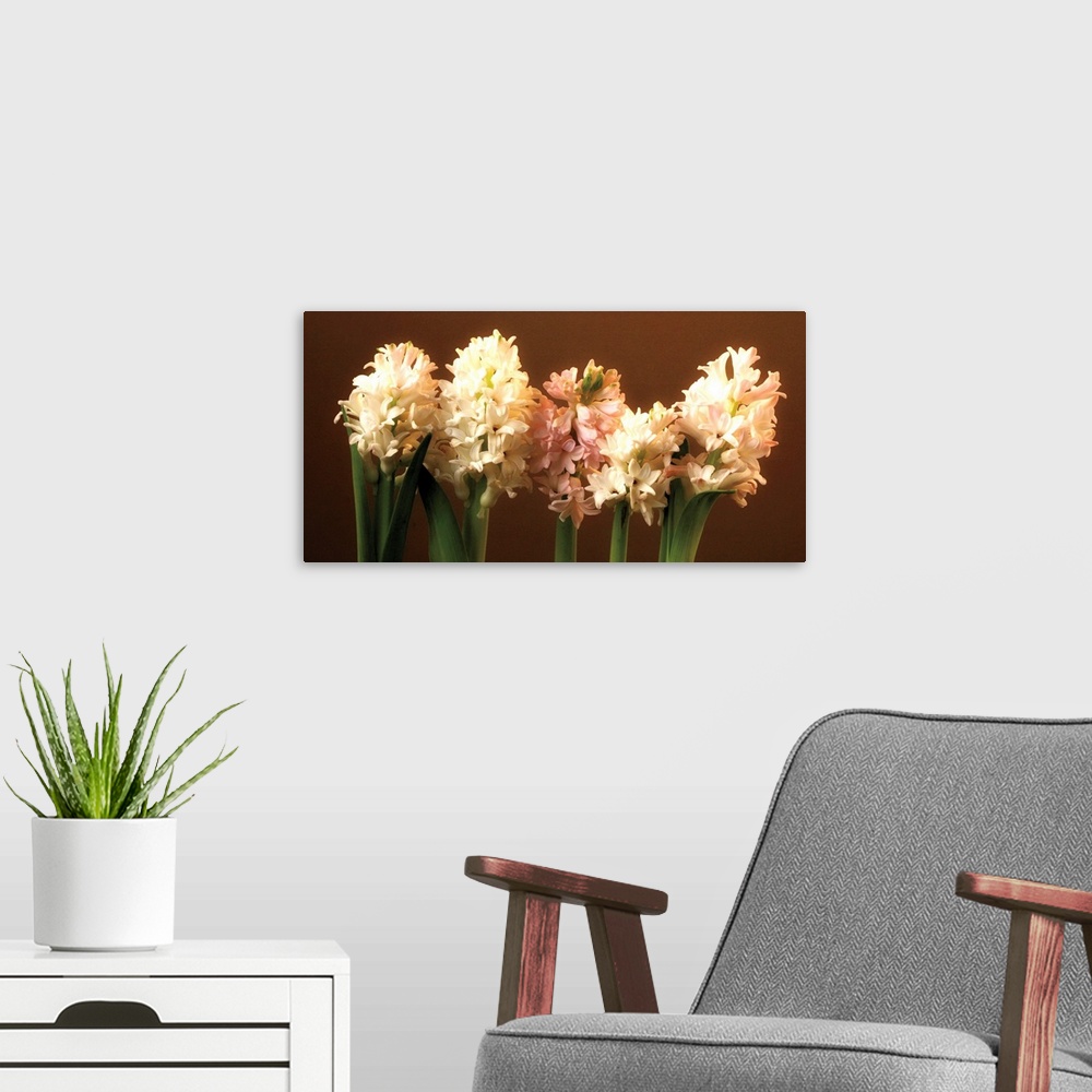 A modern room featuring A row of cream and light pink Hyacinthus in bloom against a brown backdrop.