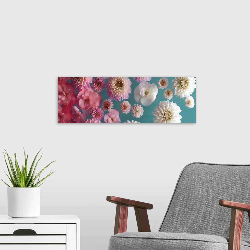 A modern room featuring Panoramic image of a group of flowers, fading from pink to white, on a teal backdrop.