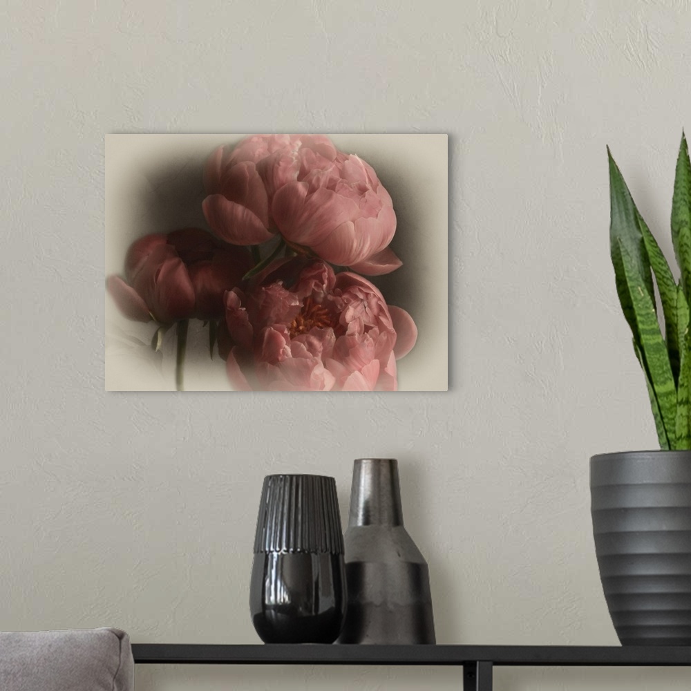 A modern room featuring Three large pink blooming flowers with a soft light vignette on the edges on the image.