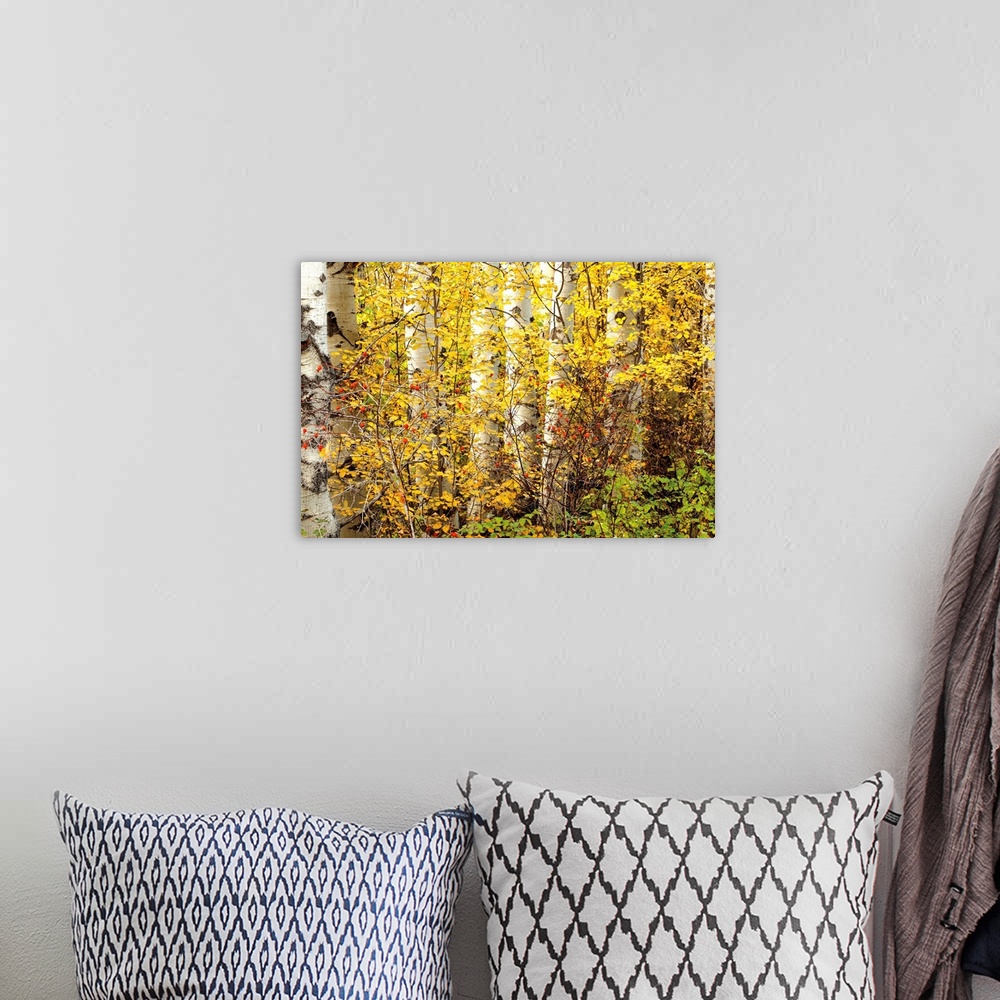 A bohemian room featuring Photograph of a bush of red berries among golden leaved trees in a forest.