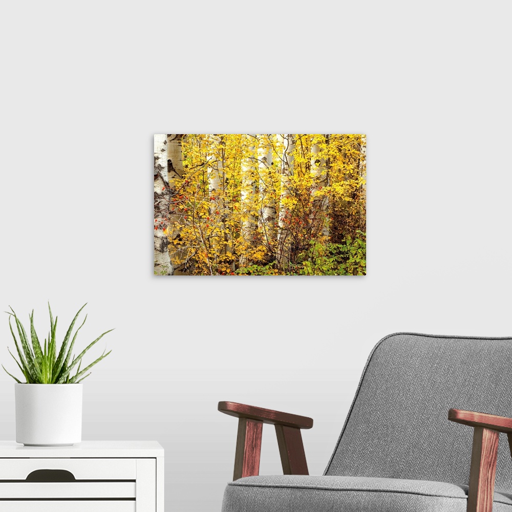 A modern room featuring Photograph of a bush of red berries among golden leaved trees in a forest.