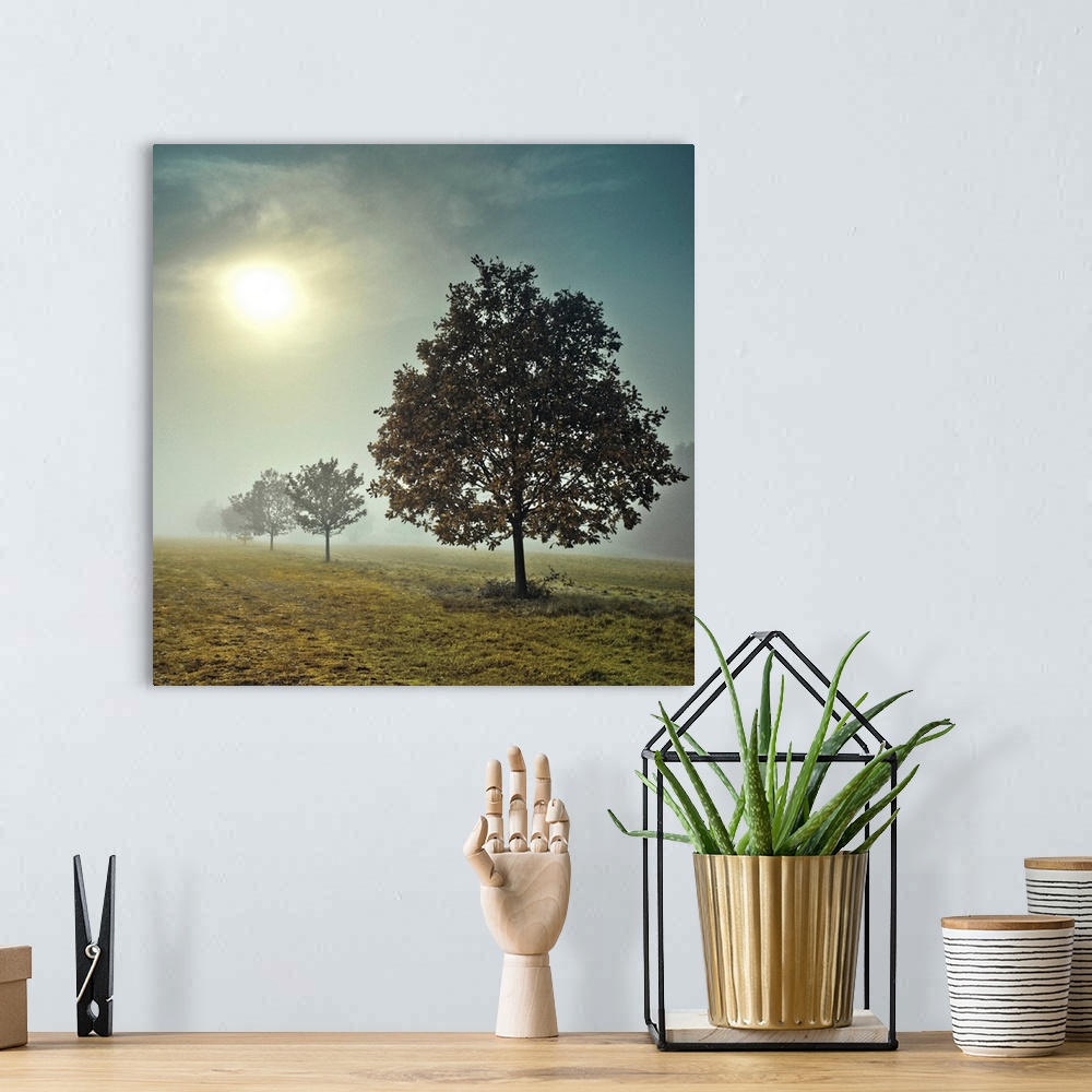 A bohemian room featuring A photograph of a row of trees in a field on a fogging morning.