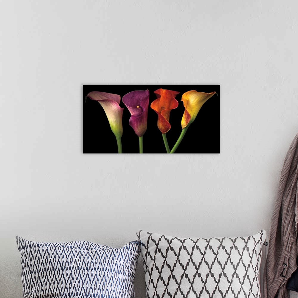 A bohemian room featuring A row of calla lilies in varies vibrant colors.