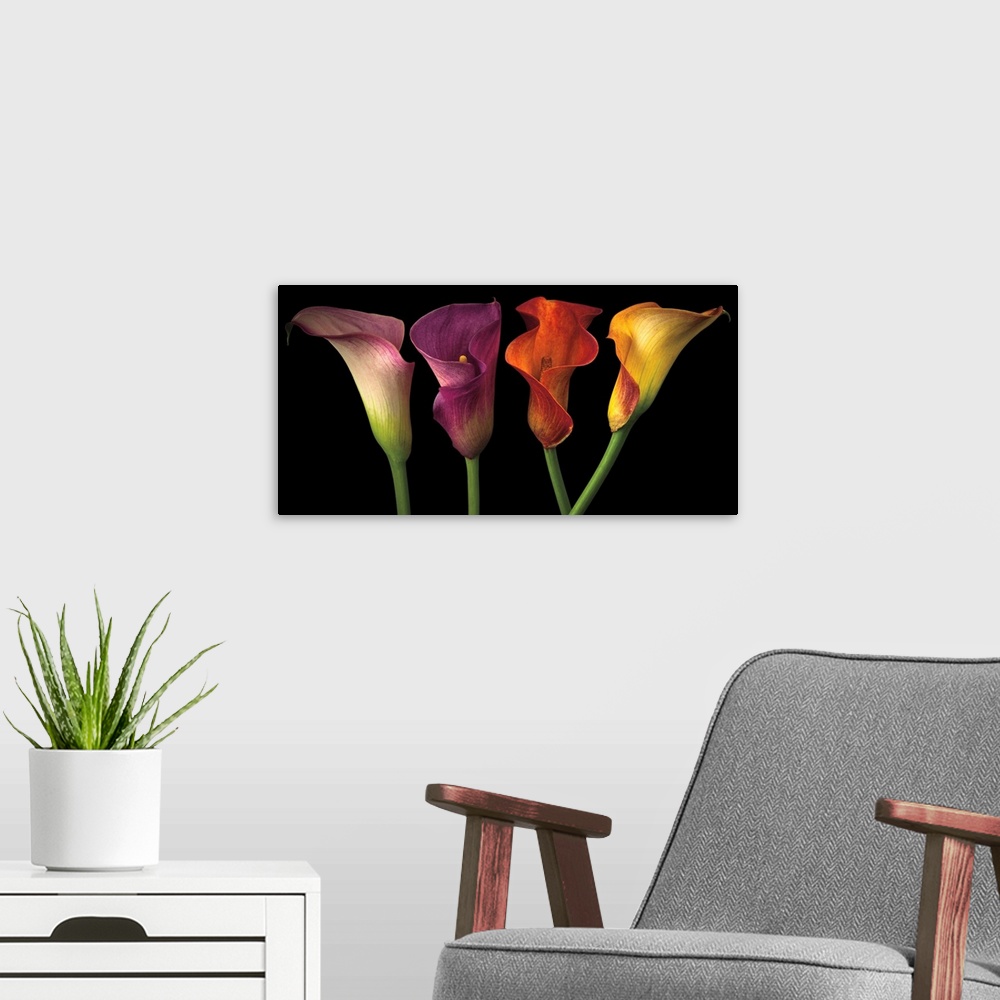 A modern room featuring A row of calla lilies in varies vibrant colors.