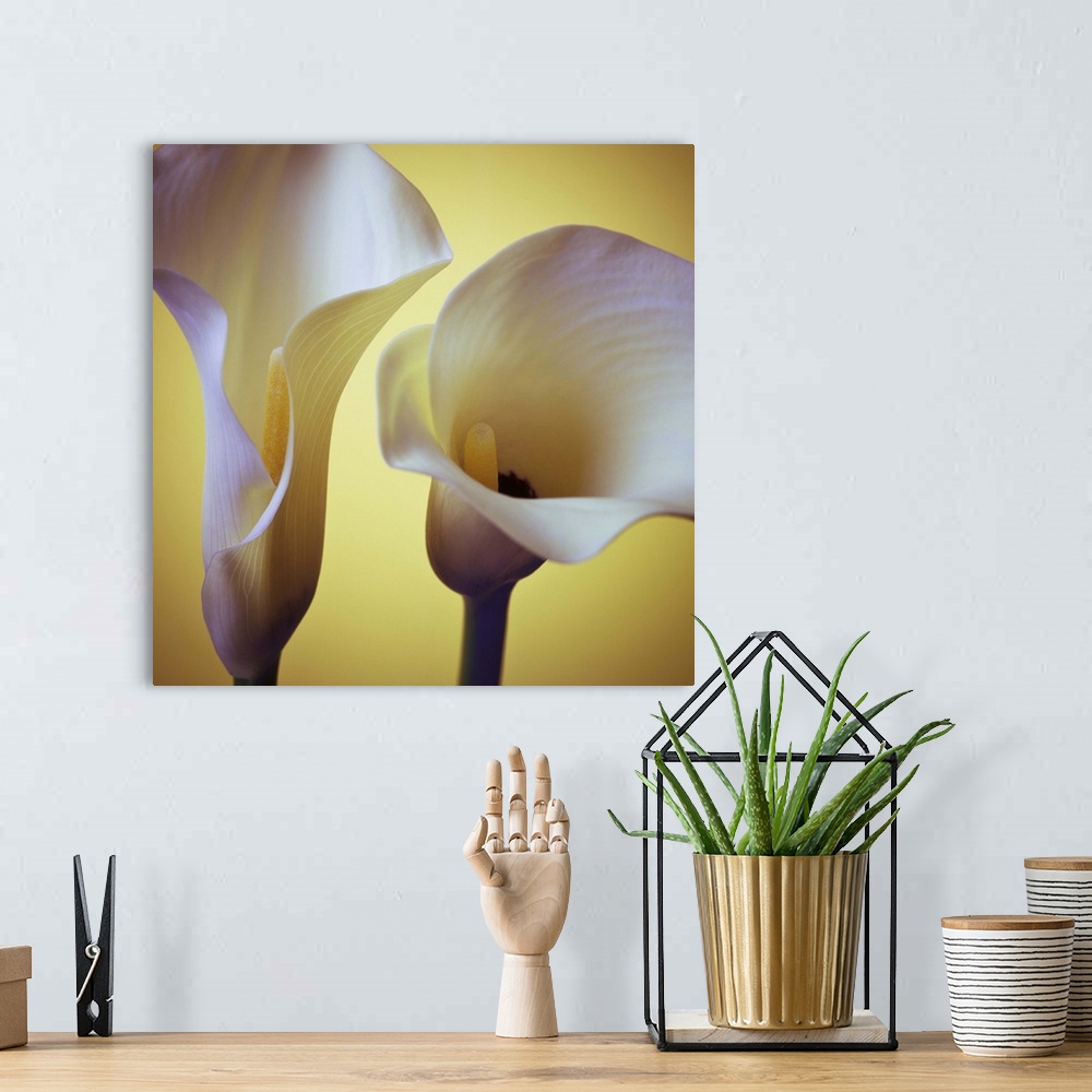 A bohemian room featuring Lilies on a yellow background.