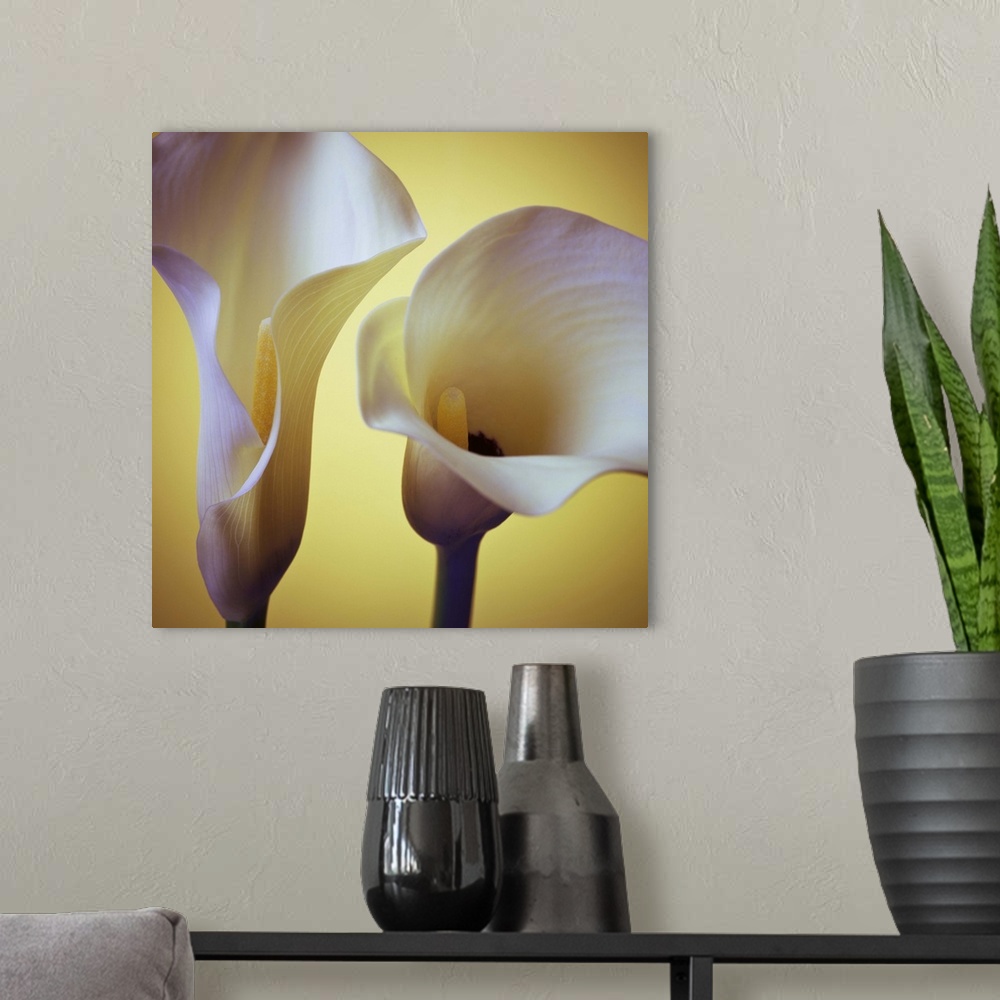 A modern room featuring Lilies on a yellow background.