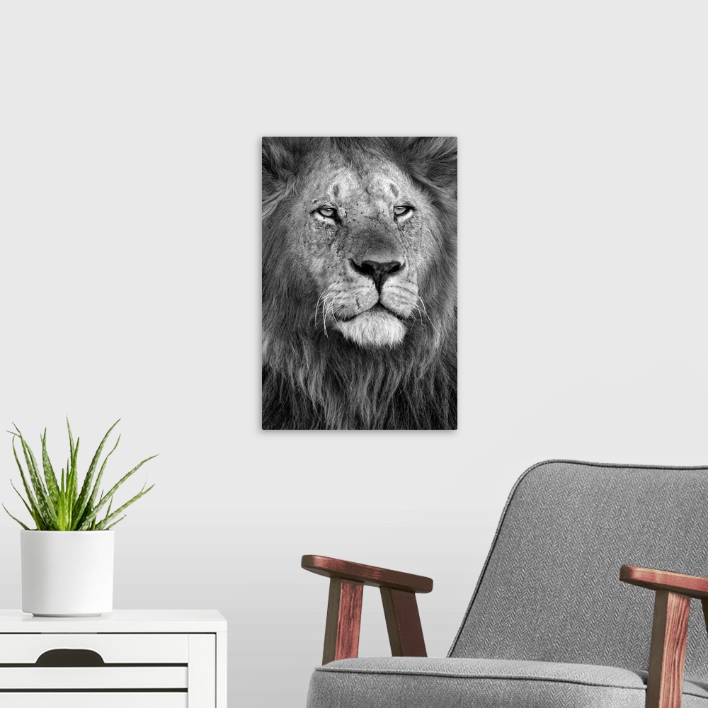 A modern room featuring Close up of a lions head.