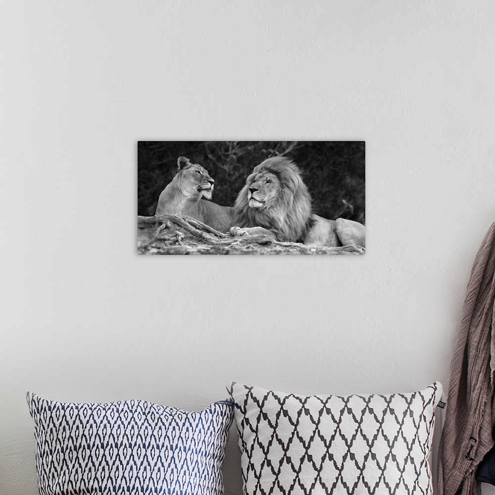A bohemian room featuring A black and white photograph of two lions laying next to each other.
