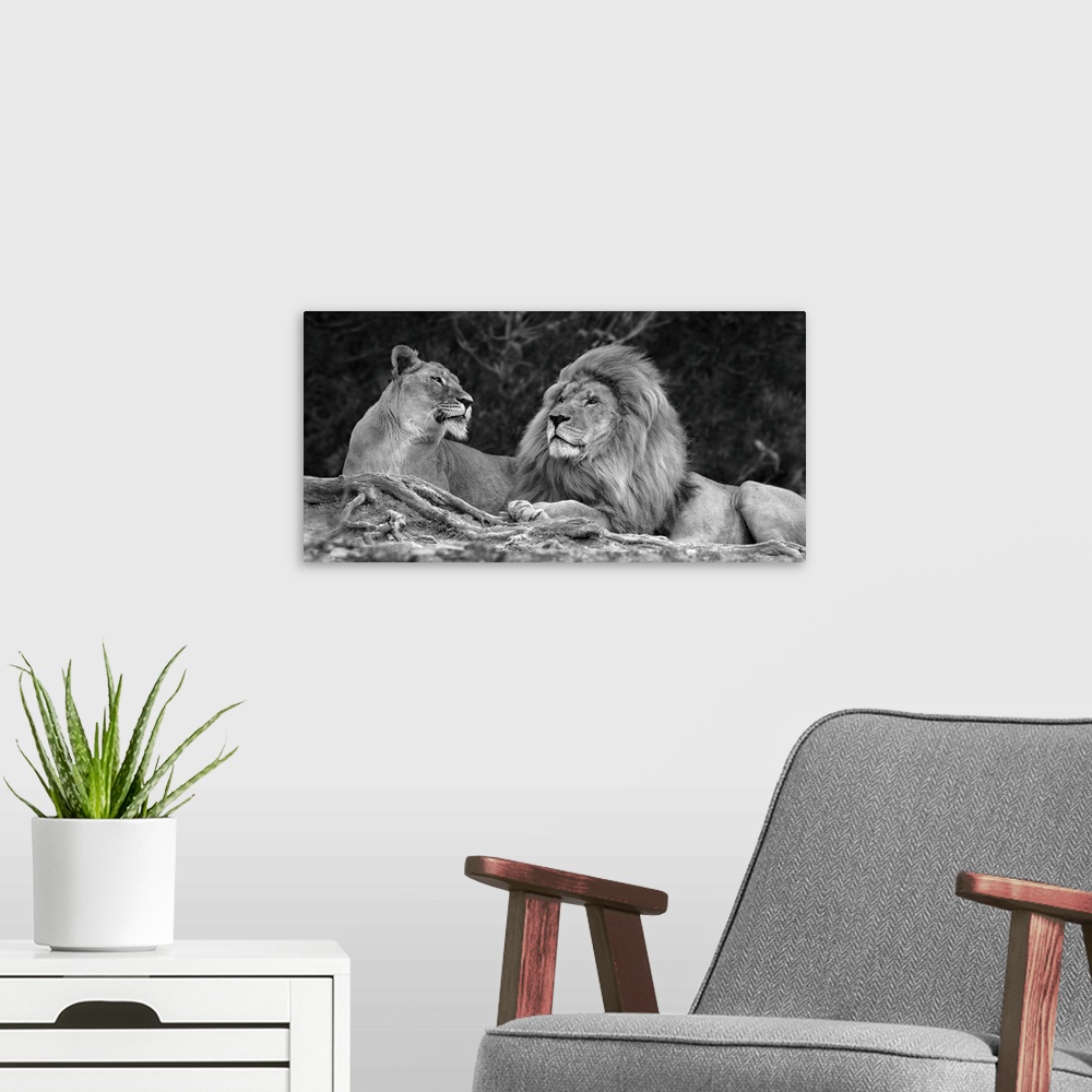 A modern room featuring A black and white photograph of two lions laying next to each other.