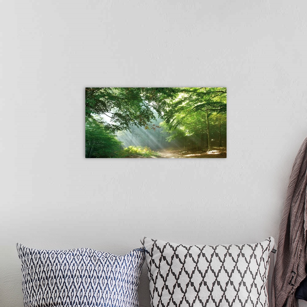 A bohemian room featuring A panoramic image of a trail through the forest with sun streaks peeping through the tree limbs.