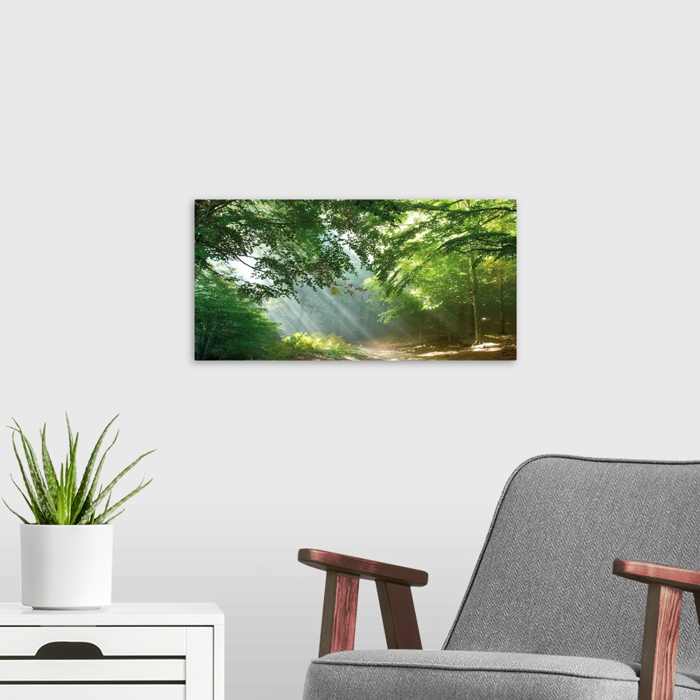A modern room featuring A panoramic image of a trail through the forest with sun streaks peeping through the tree limbs.