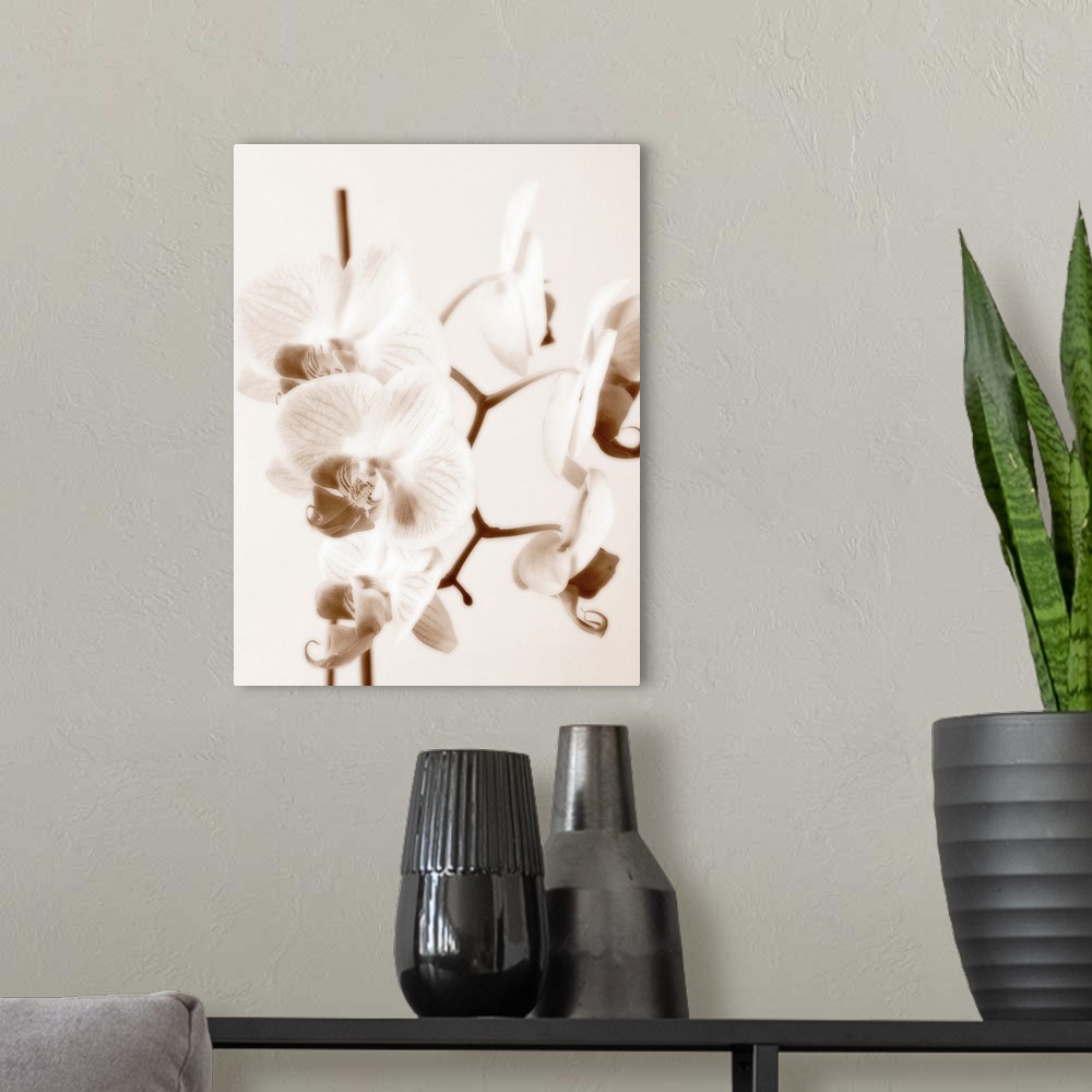 A modern room featuring A monochromatic photograph of a bunch of orchids with a soft appearance.