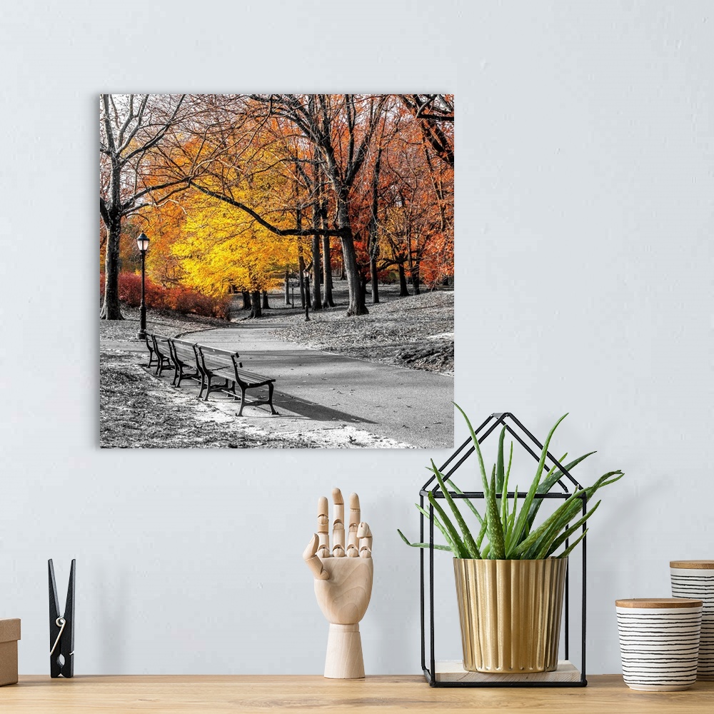 A bohemian room featuring A square image of a path through a wooded park where the foreground is in black and white while t...
