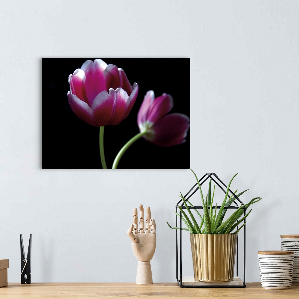 A bohemian room featuring Photograph of two purple tulips against a black backdrop.