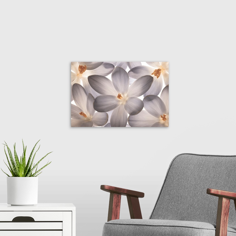 A modern room featuring Photograph of a group of gray and orange flowers.