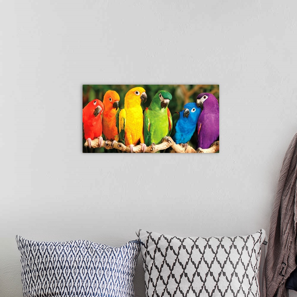 A bohemian room featuring A panoramic image of a variety of colored parrots perched on a long branch.