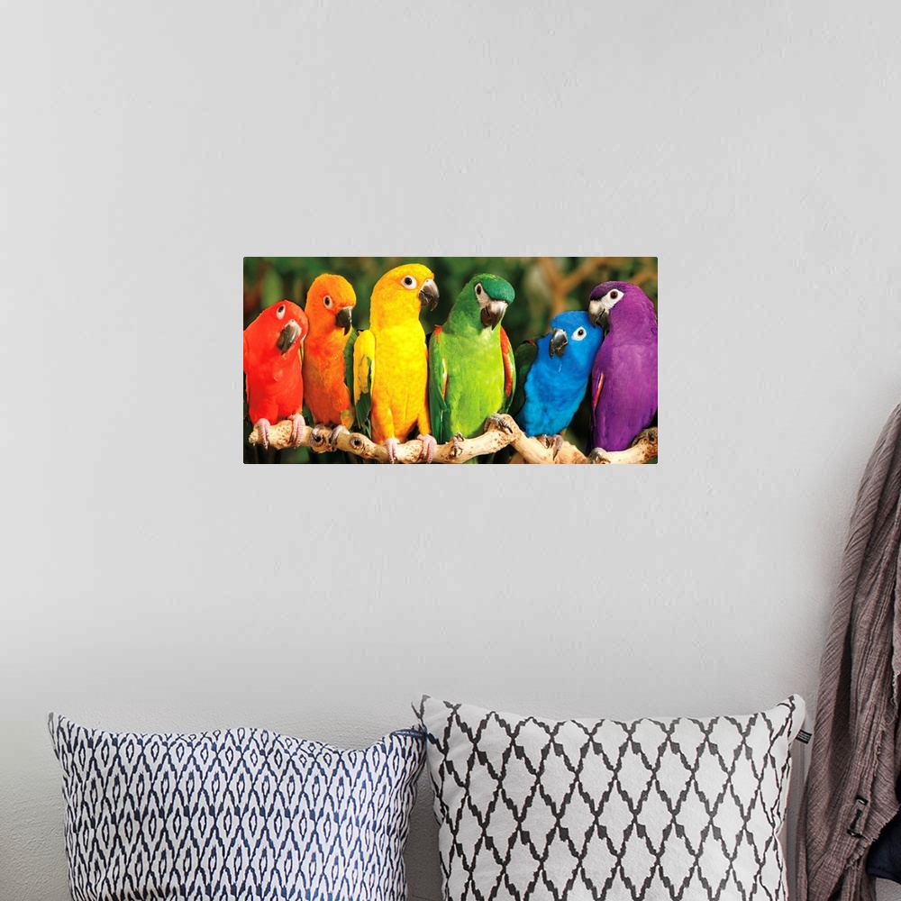 A bohemian room featuring A panoramic image of a variety of colored parrots perched on a long branch.