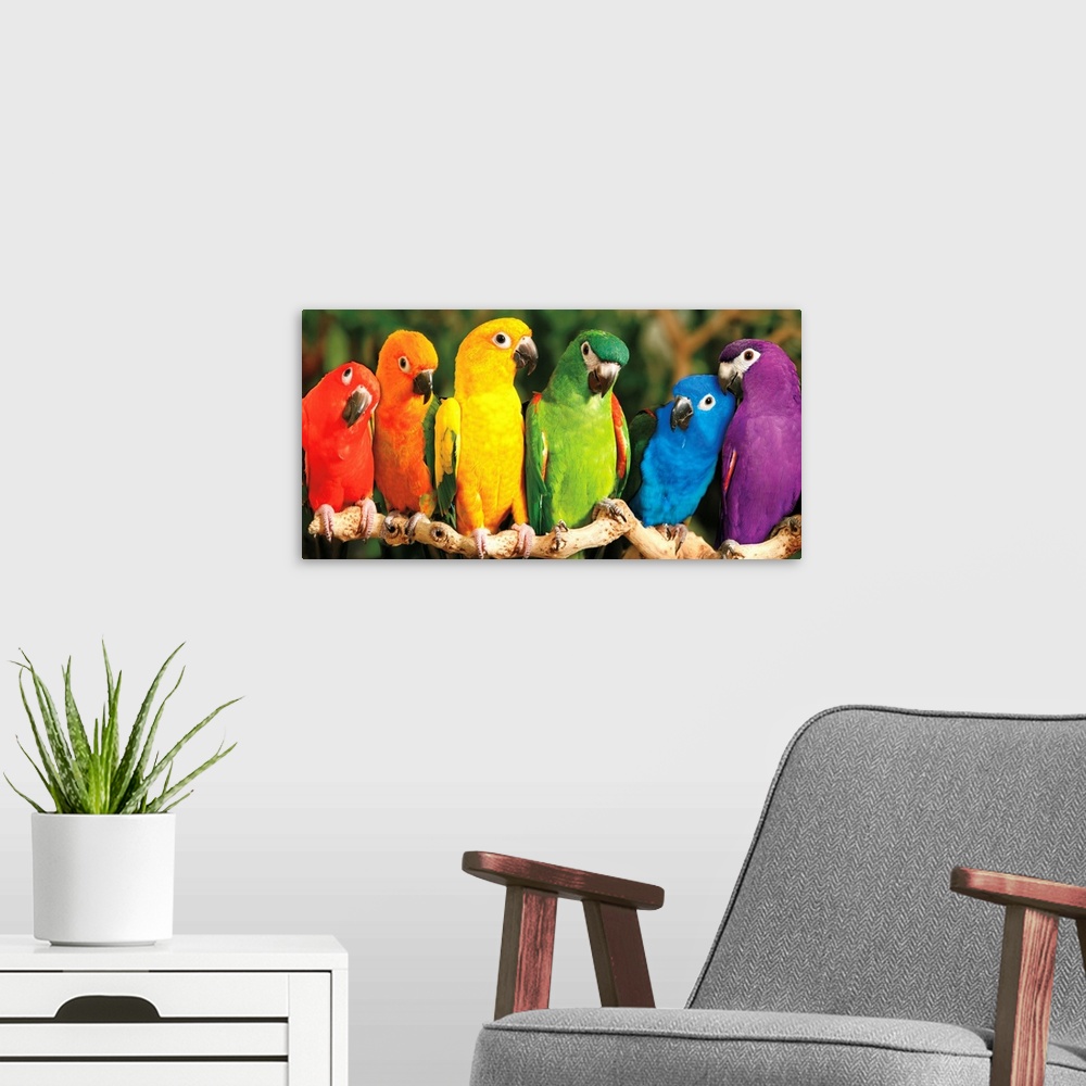 A modern room featuring A panoramic image of a variety of colored parrots perched on a long branch.
