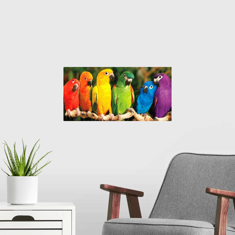 A modern room featuring A panoramic image of a variety of colored parrots perched on a long branch.