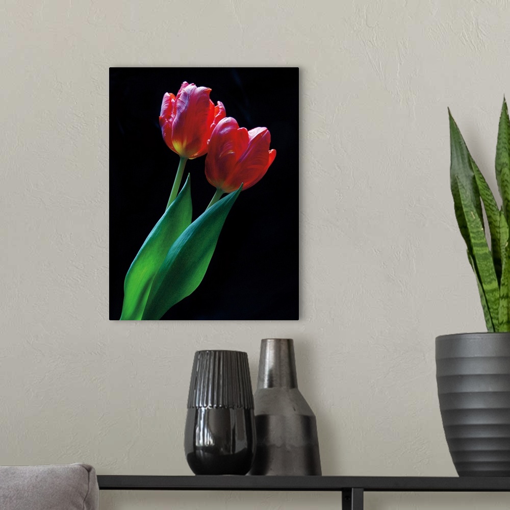 A modern room featuring Vertical photograph of two red tulip with long leaves against a black backdrop.