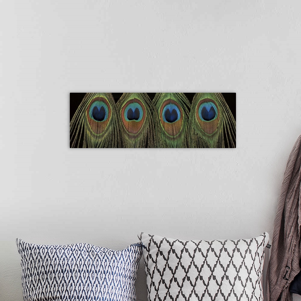 A bohemian room featuring Panoramic photograph of a row of colorful peacock feathers.