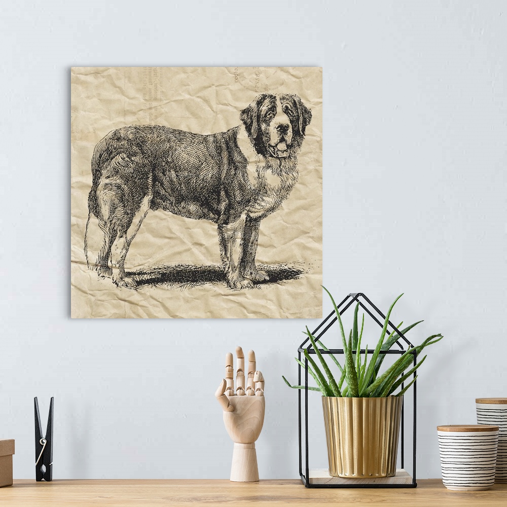 A bohemian room featuring Saint Bernard dog on crinkled paper.