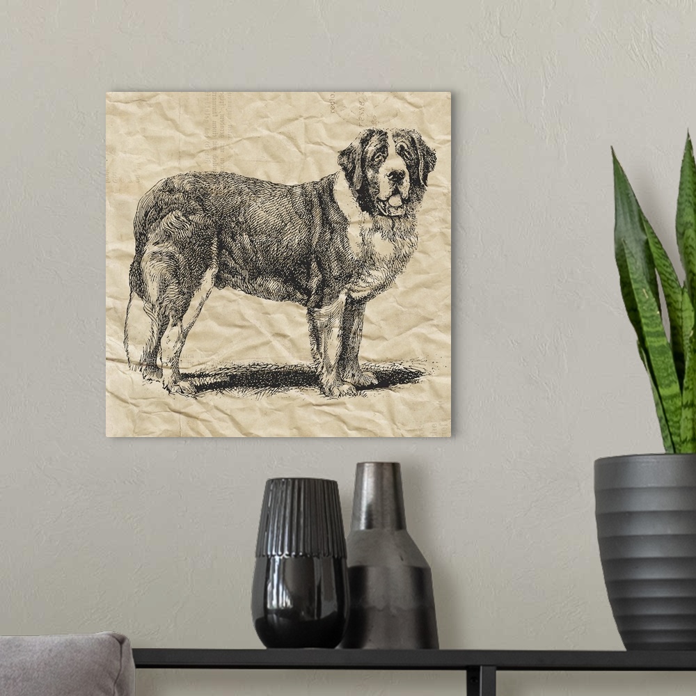 A modern room featuring Saint Bernard dog on crinkled paper.